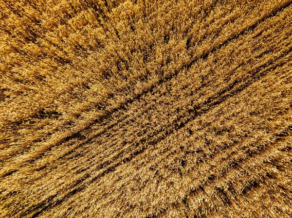 Widok z lotu ptaka na żółtą pszenicę upraw rolnych, widok z góry — Zdjęcie stockowe
