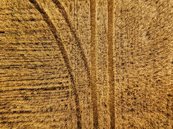 Vista aérea do campo de culturas agrícolas de trigo amarelo, vista superior — Fotografia de Stock