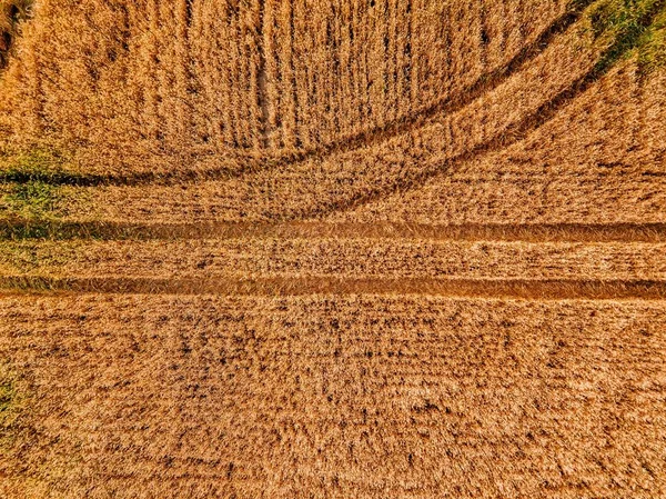 Aerial view of yellow wheat agricultural crops field, top view — Stock Photo, Image