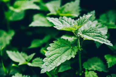 Arka planda ısırgan otu yaprakları var. Isırgan otunun yeşil dokusu. 