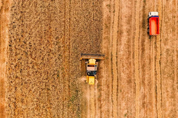 Flygfoto av skördetröska jordbruk maskin som arbetar på mogna vetefält. — Stockfoto