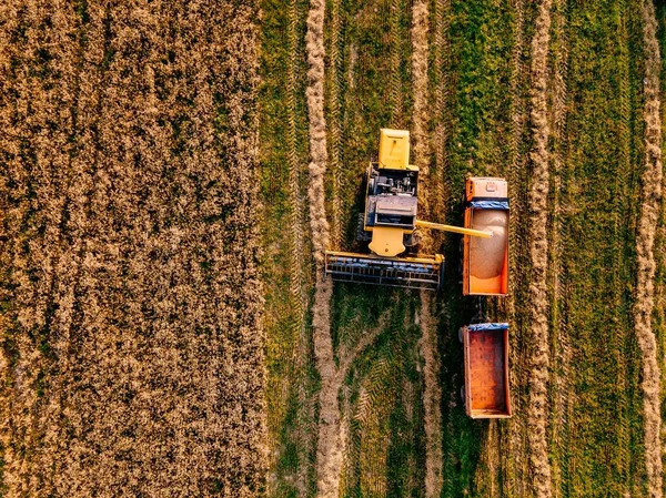 Aerial view of Combine harvester agriculture machine harvesting golden wheat field. — Stock Photo, Image