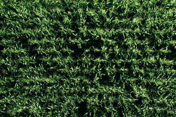 Luchtfoto van groene rijen Corn Field in de zomer. — Stockfoto