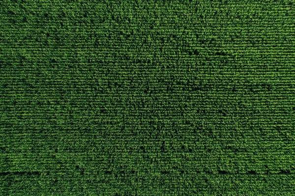 Letecký pohled na zelené řádky kukuřičného pole v létě. — Stock fotografie