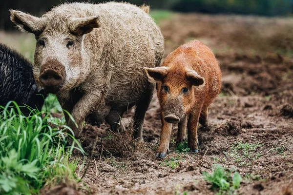 Семейство диких кабанов (Sus scrofa) с кабаном в осеннем лесу — стоковое фото