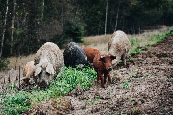 Sonbahar ormanında yavru yaban domuzu ile yaban domuzu (Sus scrofa) hayvan ailesi — Stok fotoğraf