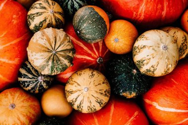 Şükran günü ve cadılar bayramı için kabak arka plan. 