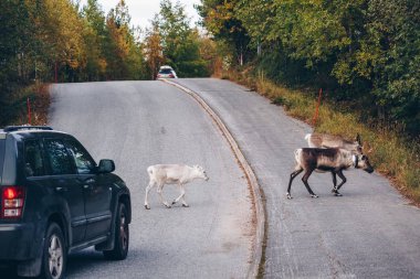 Finlandiya'da sonbahar sezonunda yoldan geçen reindeers