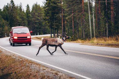 Finlandiya'da sonbahar sezonunda yoldan geçen reindeers