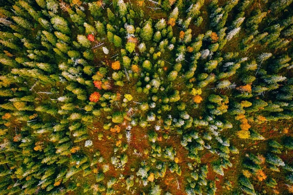 Aerial view of colored forest in autumn. Beautiful autumn forest with red, orange and yellow trees. — Stock Photo, Image