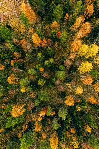 Aerial view of colored forest in autumn. Beautiful autumn forest with red, orange and yellow trees. — Stock Photo, Image