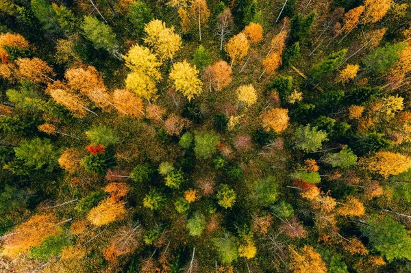 Aerial view of colored forest in autumn. Beautiful autumn forest with red, orange and yellow trees. — Stock Photo, Image