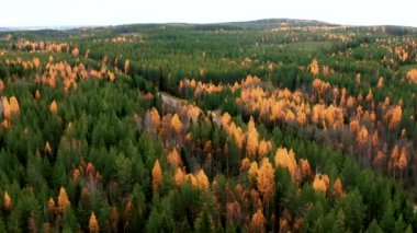 Renkli Sonbahar Ormanı üzerindeki uçuş, Finlandiya 'da karayolu 4k