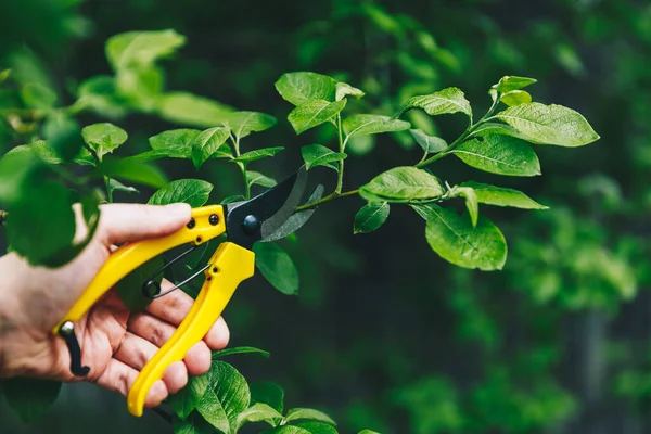 Gardener pruning trees with yellow secateur in the spring garden. Work in the garden with scissors to cut the branches.