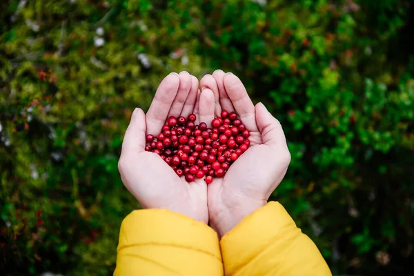 秋に赤いリンゴンベリーの果実 おいしいベリーで女性の手 — ストック写真