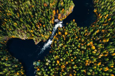 Turuncu ve kırmızı sonbahar ormanlarındaki hızlı nehrin havadan görünüşü. Oulanka Ulusal Parkı, Finlandiya.