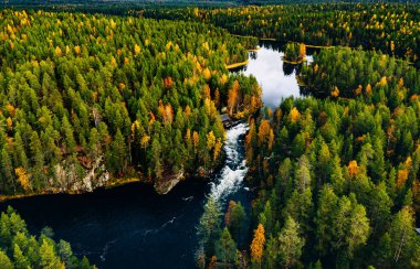 Aerial view of fast river in beautiful orange and red autumn forest. Oulanka National Park, Finland. clipart