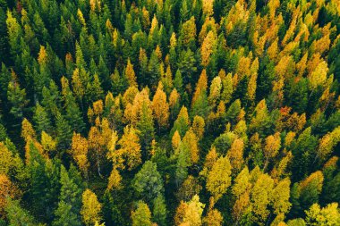 Finlandiya 'nın kırsal kesimindeki ormandaki sarı ve turuncu sonbahar ağaçlarının havadan görünüşü. Drone fotoğrafçılığı