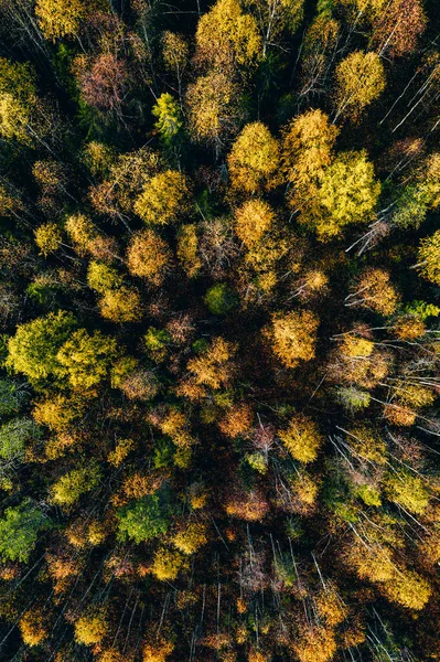 Aerial Top View Yellow Orange Autumn Trees Forest Rural Finland — Stock Photo, Image