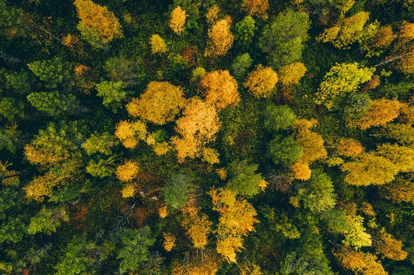 Aerial Top View Yellow Orange Autumn Trees Forest Rural Finland — Stock Photo, Image