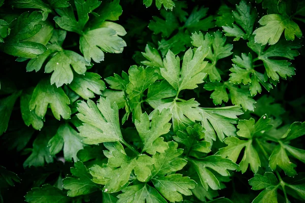 Frische Grüne Bio Petersilie Oder Kerbelzweige Und Blätter Garten — Stockfoto