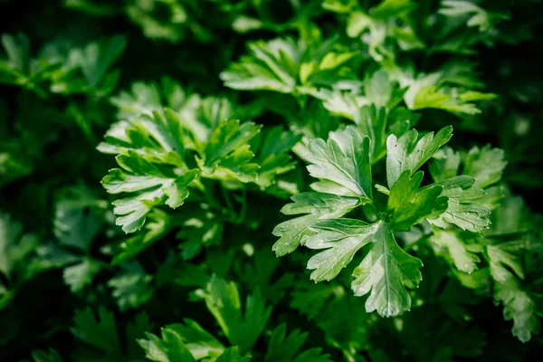 Perejil Orgánico Verde Fresco Ramas Perifollo Hojas Jardín — Foto de Stock