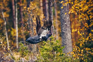 Finlandiya 'daki renkli sonbahar ormanlarında Batı Capercaillie' nin erkeği