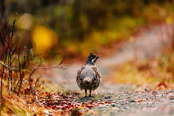 Hazel Grouse Cock Standing Colorful Fall Forest Finland — Stock Photo, Image