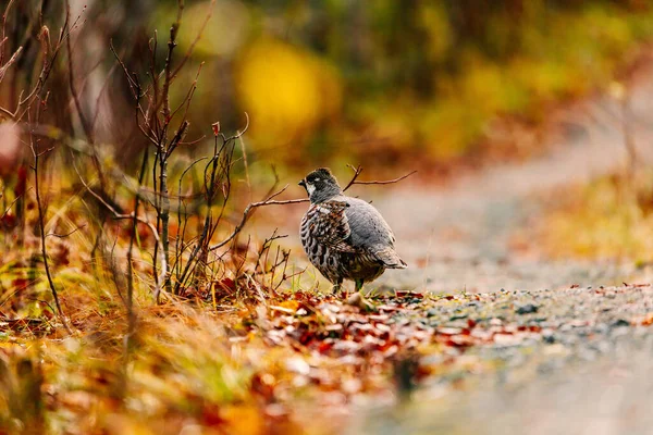 Hazel Grouse Cock Standing Colorful Fall Forest Finland — Stock Photo, Image