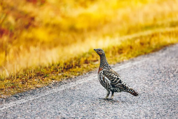 Female Capercaillie Hen Road Finland — Stock Photo, Image
