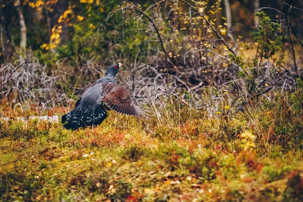 Male Western Capercaillie Colorful Fall Forest Finland — Stock Photo, Image