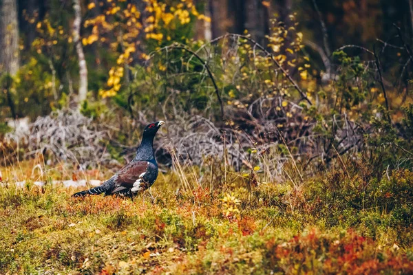 Male Western Capercaillie Colorful Fall Forest Finland — Stock Photo, Image