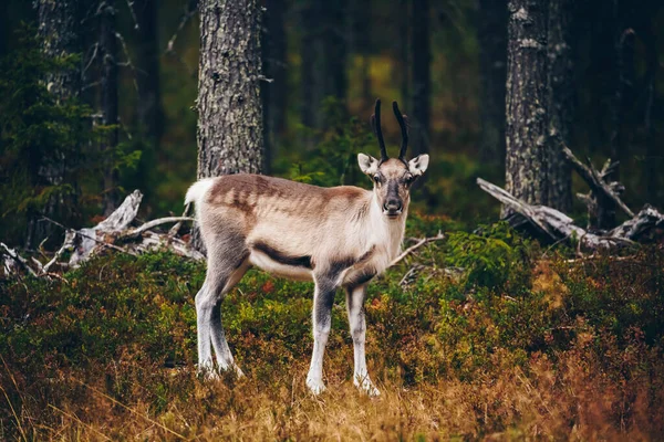 Mladí Sobi Podzimním Lese Laponsku Finsko — Stock fotografie