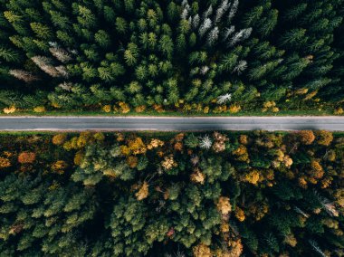 Güzel sonbahar ormanlarındaki yol manzarası. Kırsal yollu güzel manzara ve renkli yapraklı ağaçlar..