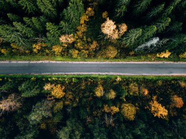 Güzel sonbahar ormanlarındaki yol manzarası. Kırsal yollu güzel manzara ve renkli yapraklı ağaçlar..