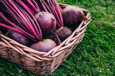 Taze pancar, ahşap sepette pancar hasadı yeşil çimen arka planında, kopyalama alanı