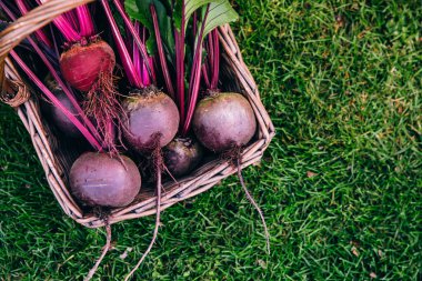 Taze pancar, ahşap sepette pancar hasadı yeşil çimen arka planında, kopyalama alanı