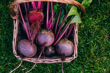 Taze pancar, ahşap sepette pancar hasadı yeşil çimen arka planında, kopyalama alanı