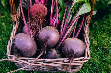 Taze pancar, pancar hasadı ahşap sepet içinde yeşil çimen arka planında