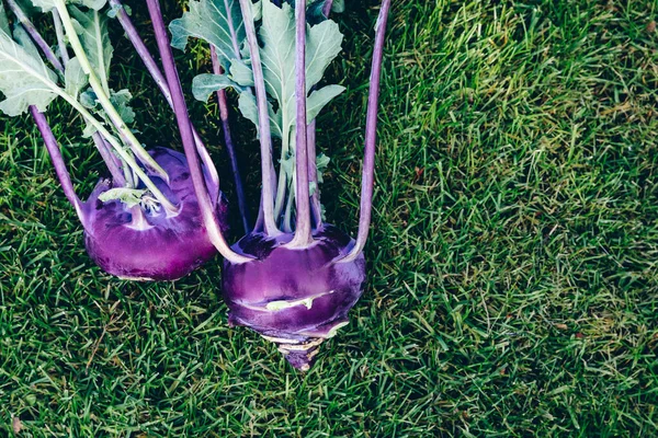 Raw Organic Purple Kohlrabi Cabbage Green Garden Background — Stock Photo, Image