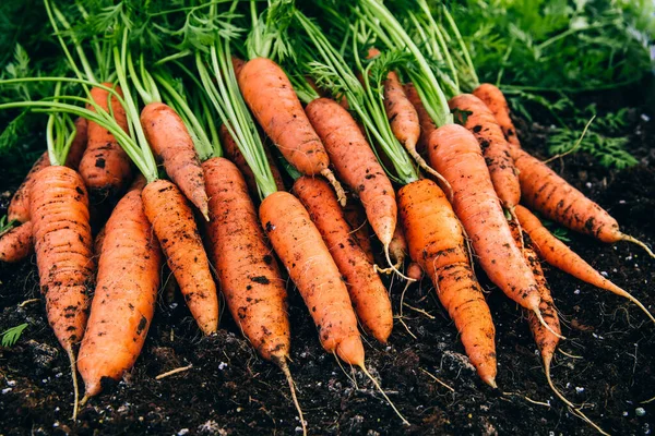 Zanahorias Frescas Cosecha Zanahorias Orgánicas Frescas Suelo — Foto de Stock