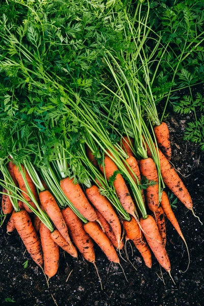 Свіжа Морква Збираємо Свіжу Органічну Моркву Землі — стокове фото