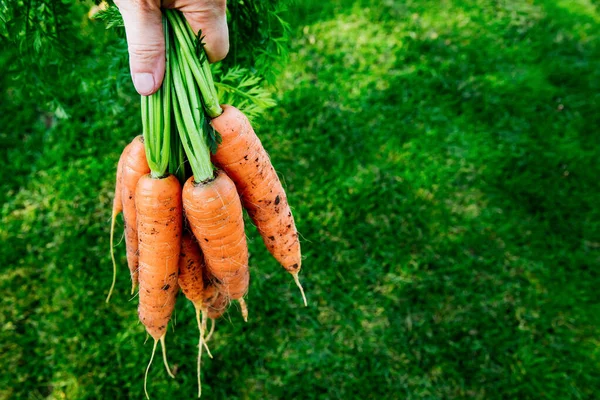 Рука Тримає Купу Свіжої Моркви Зеленому Садовому Фоні — стокове фото