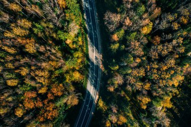 Sonbahar ormanlarındaki kırmızı ve turuncu yapraklı yol manzarası.