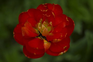 kırmızı güzel bir çiçek yakın çekim fotoğraf