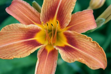 yaz aylarında bir çayırbir portakal bahçesi zambak fotoğrafı