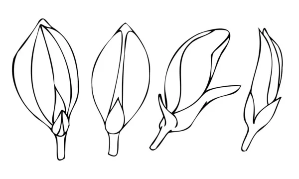 Vektor Schwarz Weißes Botanisches Element Kontur Lineare Zeichnung Freihandskizze Wildblumen — Stockvektor