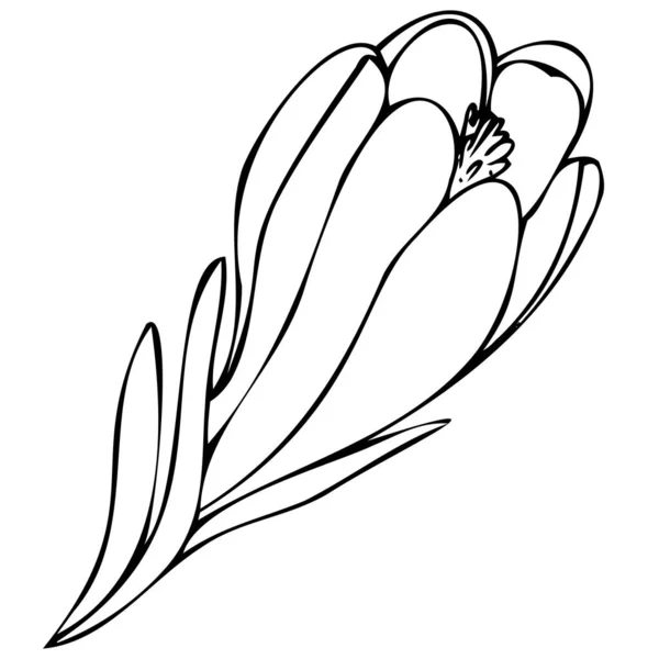 Векторный Черно Белый Ботанический Элемент Контур Линейный Рисунок Свободный Эскиз — стоковый вектор