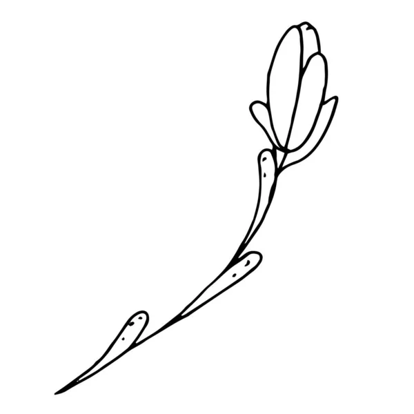 Vektor-Doodle-Stilelement, Zeichnung, niedlicher Zweig mit Blättern, Malbuch — Stockvektor