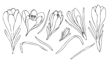 vektör siyah ve beyaz botanik element, kontur, doğrusal çizim, serbest çizim, kır çiçekleri ve bahçe çiçekleri - timsahlar, boyama kitabı